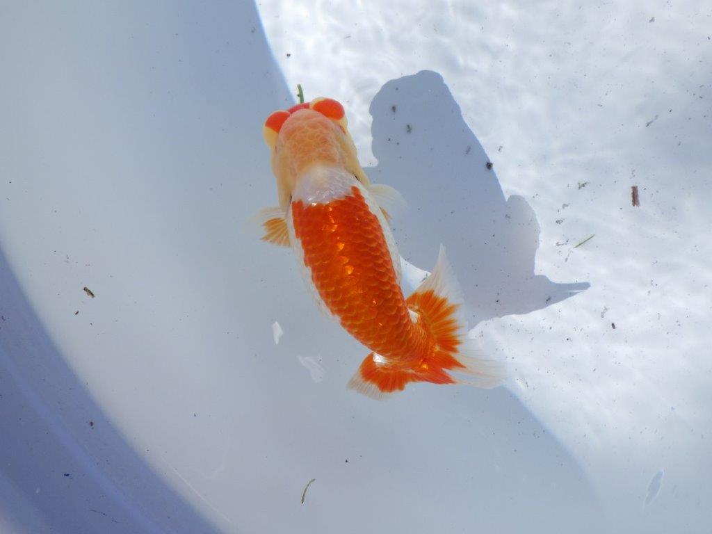 【岐阜県金魚文化連合会　当歳魚の部 】東勧進元一　約13cm   オス？
