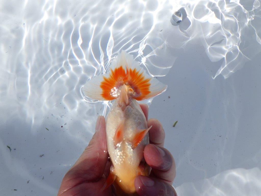 【岐阜県金魚文化連合会　当歳魚の部 】東勧進元一　約13cm   オス？