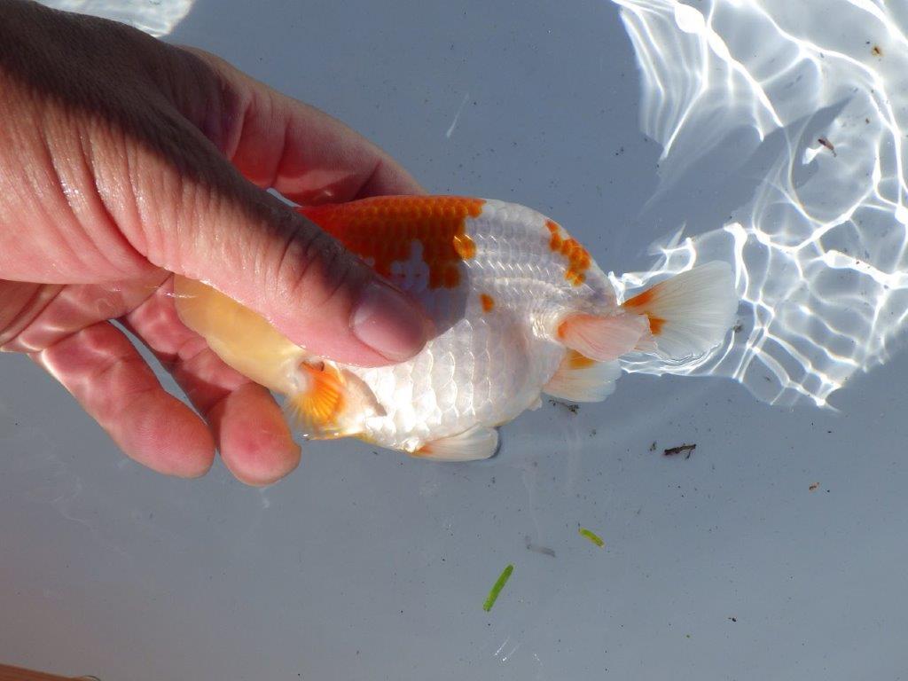 【岐阜県金魚文化連合会　当歳魚の部 】行司一　約13,5cm   メス？