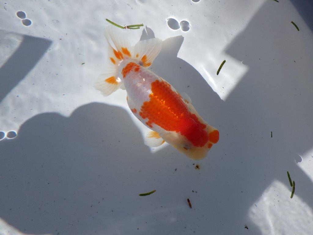 【岐阜県金魚文化連合会　当歳魚の部 】行司一　約13,5cm   メス？