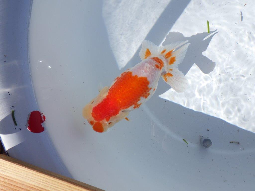 【岐阜県金魚文化連合会　当歳魚の部 】行司一　約13,5cm   メス？