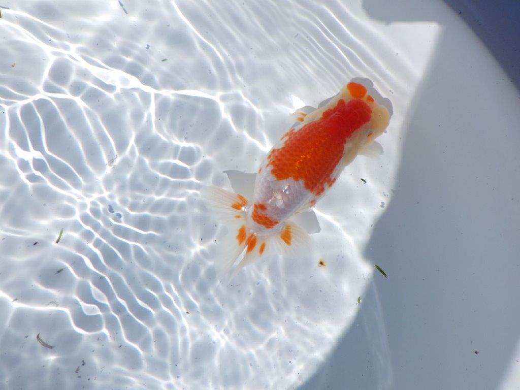 【岐阜県金魚文化連合会　当歳魚の部 】行司一　約13,5cm   メス？