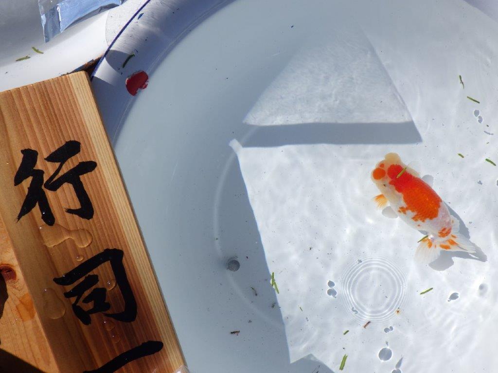 【岐阜県金魚文化連合会　当歳魚の部 】行司一　約13,5cm   メス？