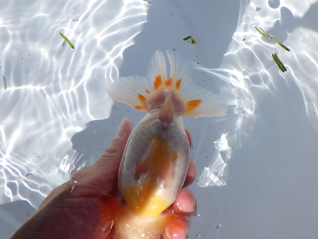 【岐阜県金魚文化連合会　当歳魚の部 】行司一　約13,5cm   メス？