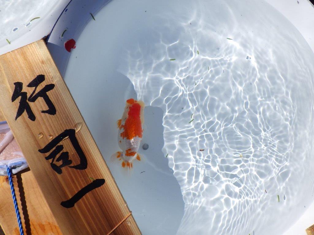 【岐阜県金魚文化連合会　当歳魚の部 】行司一　約13,5cm   メス？