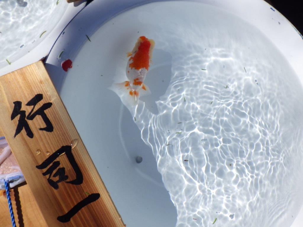 【岐阜県金魚文化連合会　当歳魚の部 】行司一　約13,5cm   メス？