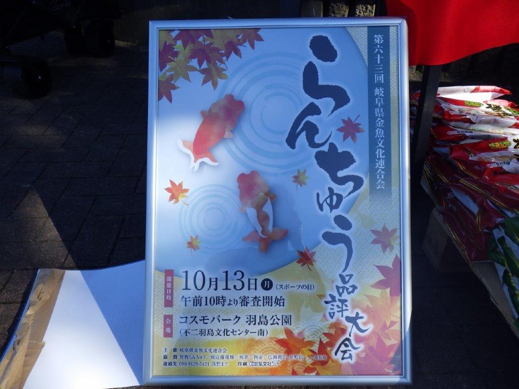 【岐阜県金魚文化連合会　当歳魚の部 】行司一　約13,5cm   メス？