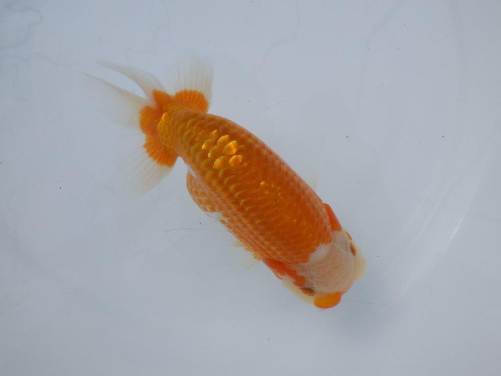 【愛知超優良系統 】親まで飼い込んで品評大会!当歳らんちゅう約15,5㎝メス?