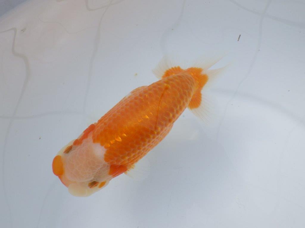 【愛知超優良系統 】親まで飼い込んで品評大会!当歳らんちゅう約15,5㎝メス?