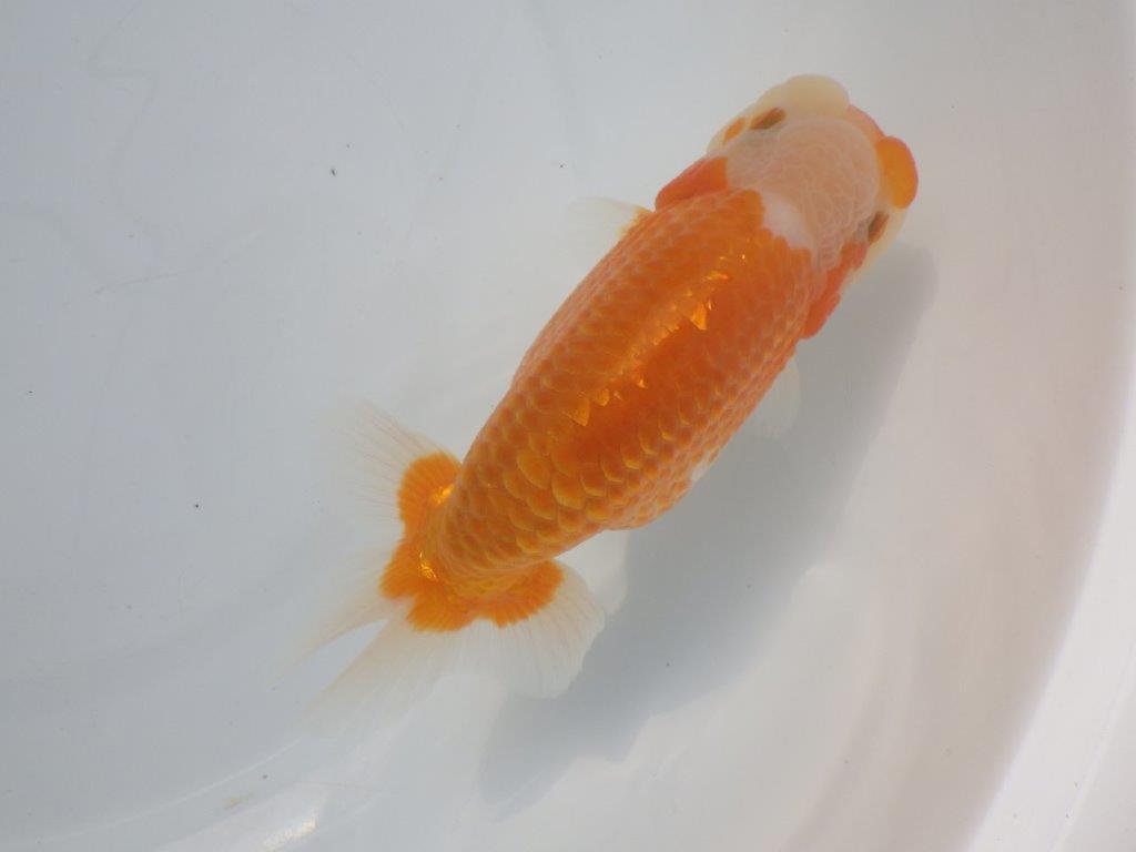 【愛知超優良系統 】親まで飼い込んで品評大会!当歳らんちゅう約15,5㎝メス?
