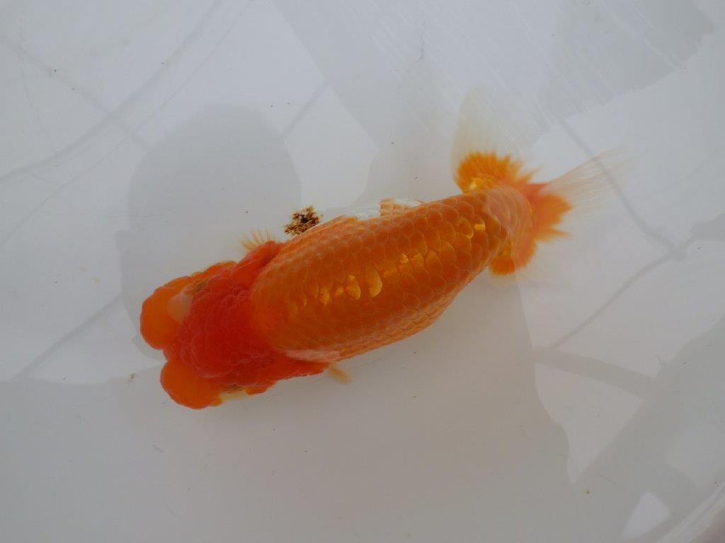 【全国大会東大関獲得ブリーダー 】大迫力&凄いフンタン!当歳らんちゅう約15,5㎝メス?