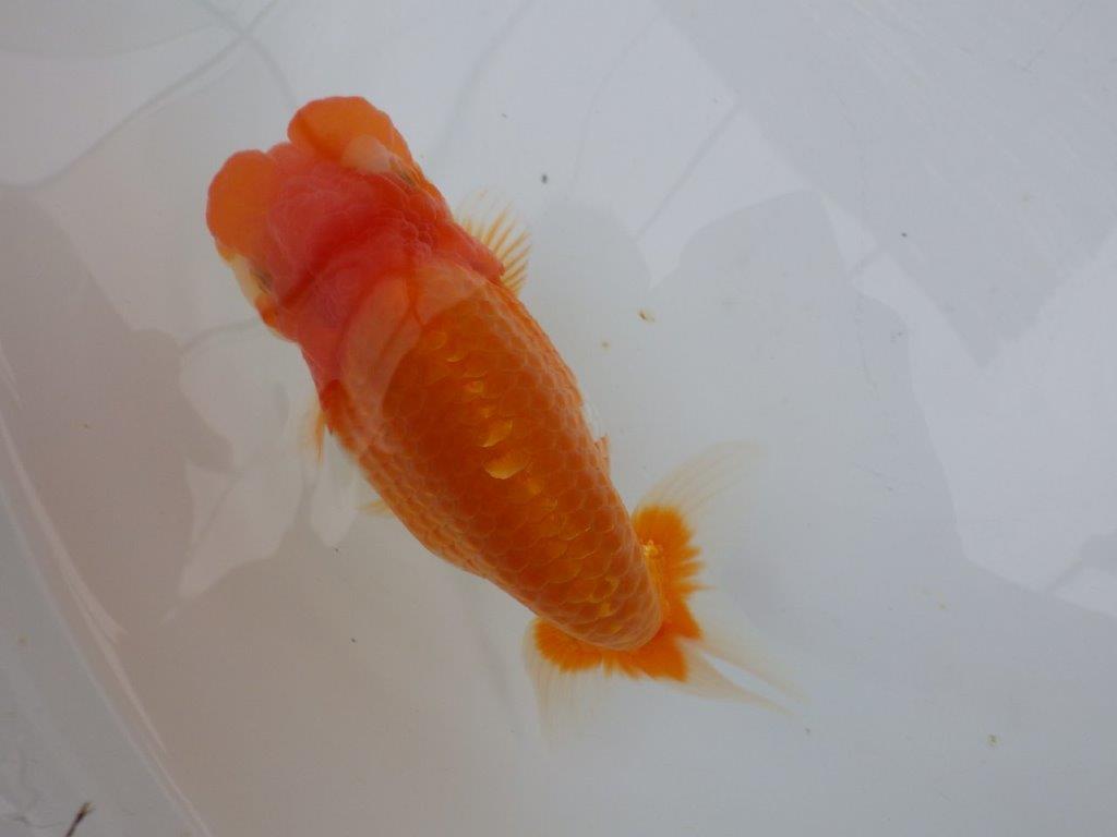 【全国大会東大関獲得ブリーダー 】大迫力&凄いフンタン!当歳らんちゅう約15,5㎝メス?