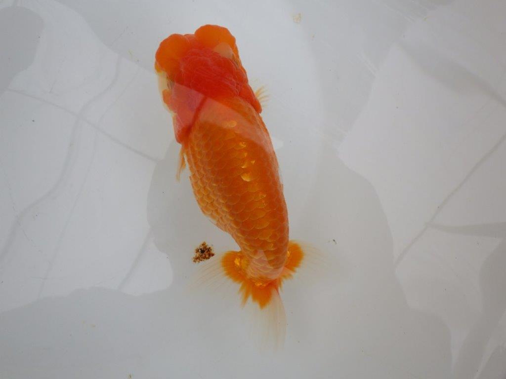 【全国大会東大関獲得ブリーダー 】大迫力&凄いフンタン!当歳らんちゅう約15,5㎝メス?