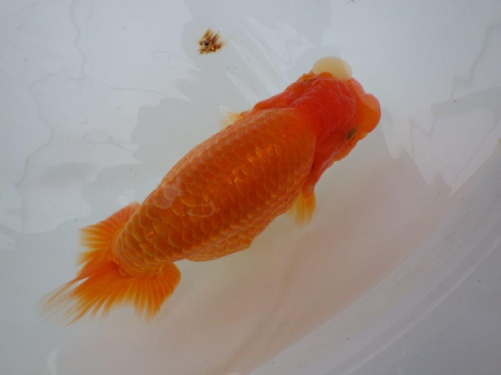 【全国大会東大関獲得ブリーダー 】このまま飼い込んで二歳、親で勝負!当歳らんちゅう約16㎝メス?
