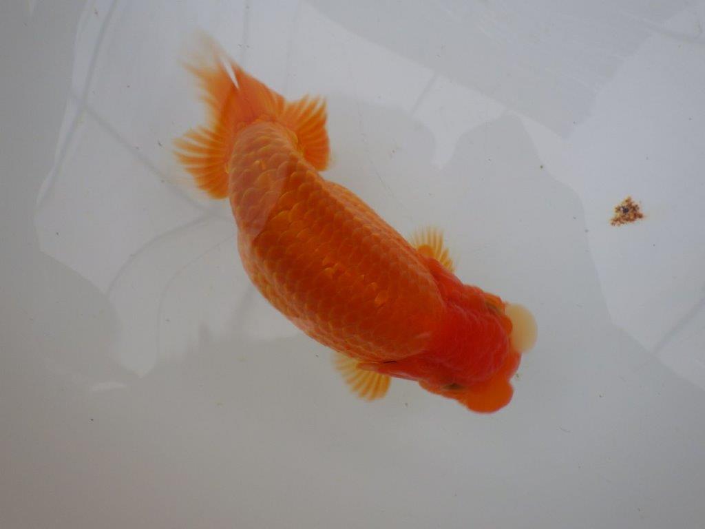 【全国大会東大関獲得ブリーダー 】このまま飼い込んで二歳、親で勝負!当歳らんちゅう約16㎝メス?