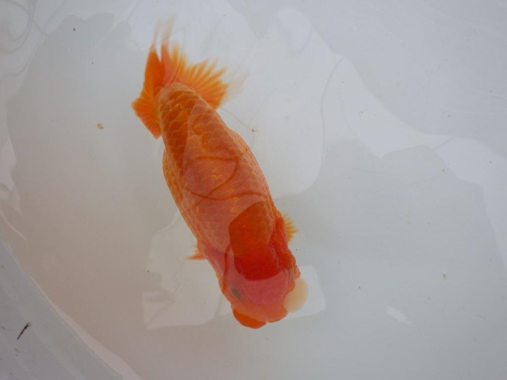【全国大会東大関獲得ブリーダー 】このまま飼い込んで二歳、親で勝負!当歳らんちゅう約16㎝メス?