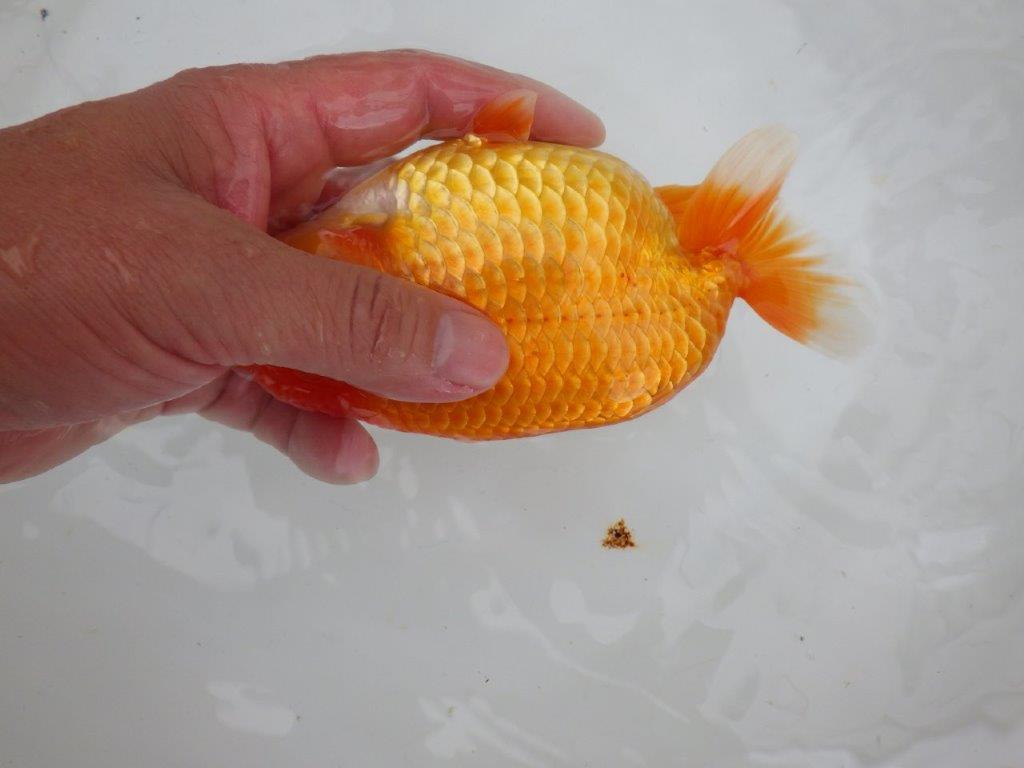【全国大会東大関獲得ブリーダー 】このまま飼い込んで二歳、親で勝負!当歳らんちゅう約16㎝メス?