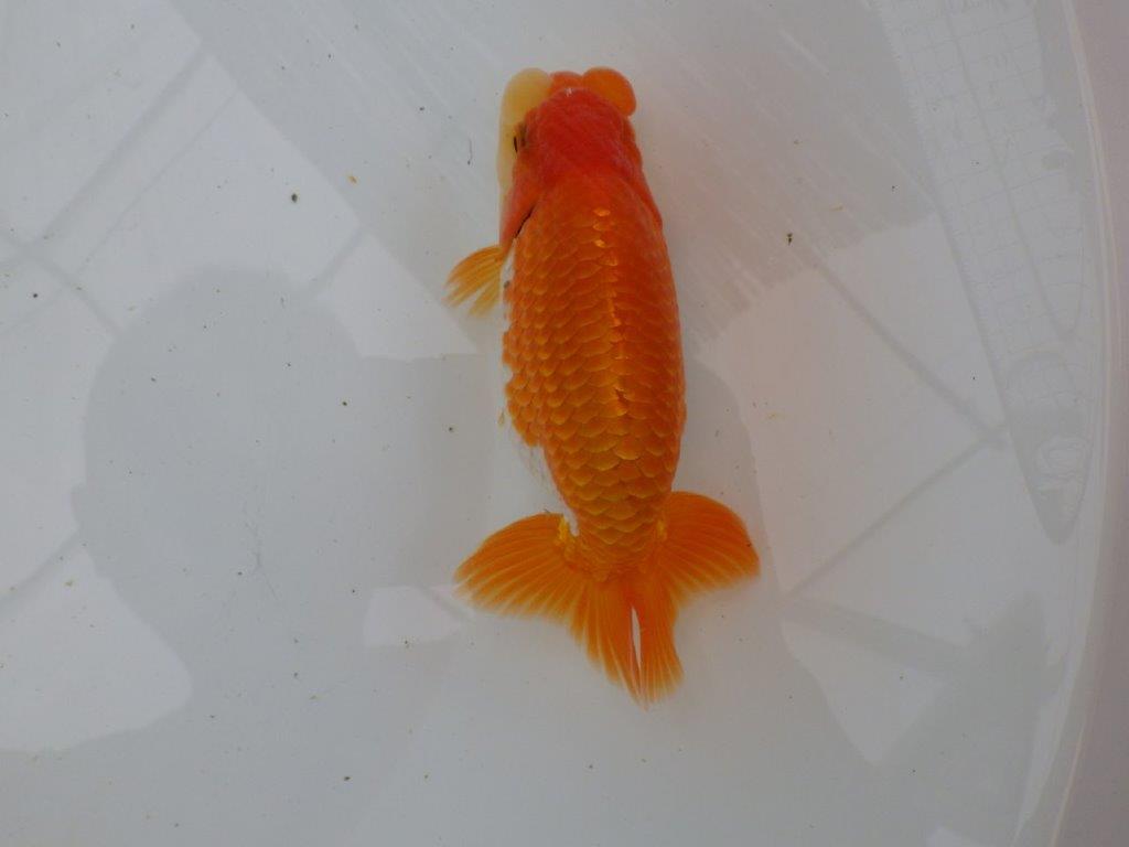 【全国大会東大関獲得ブリーダー 】面白い当歳らんちゅう約13㎝オス?