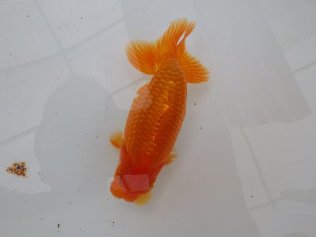【全国大会東大関獲得ブリーダー 】面白い当歳らんちゅう約13㎝オス?