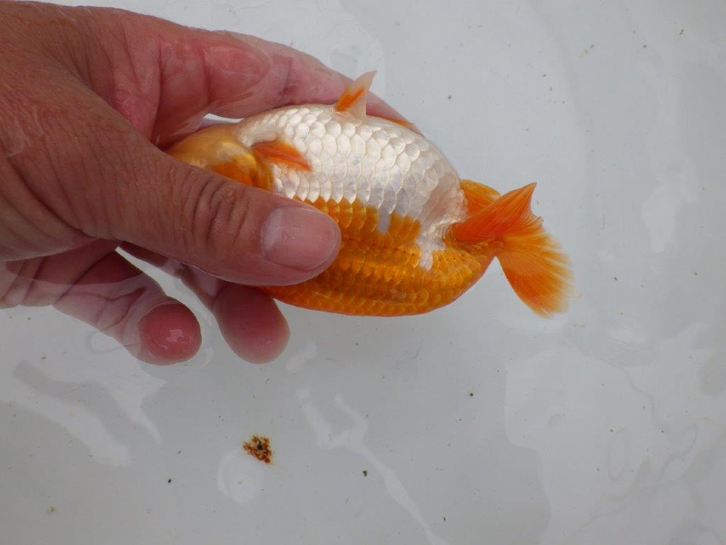 【全国大会東大関獲得ブリーダー 】面白い当歳らんちゅう約13㎝オス?