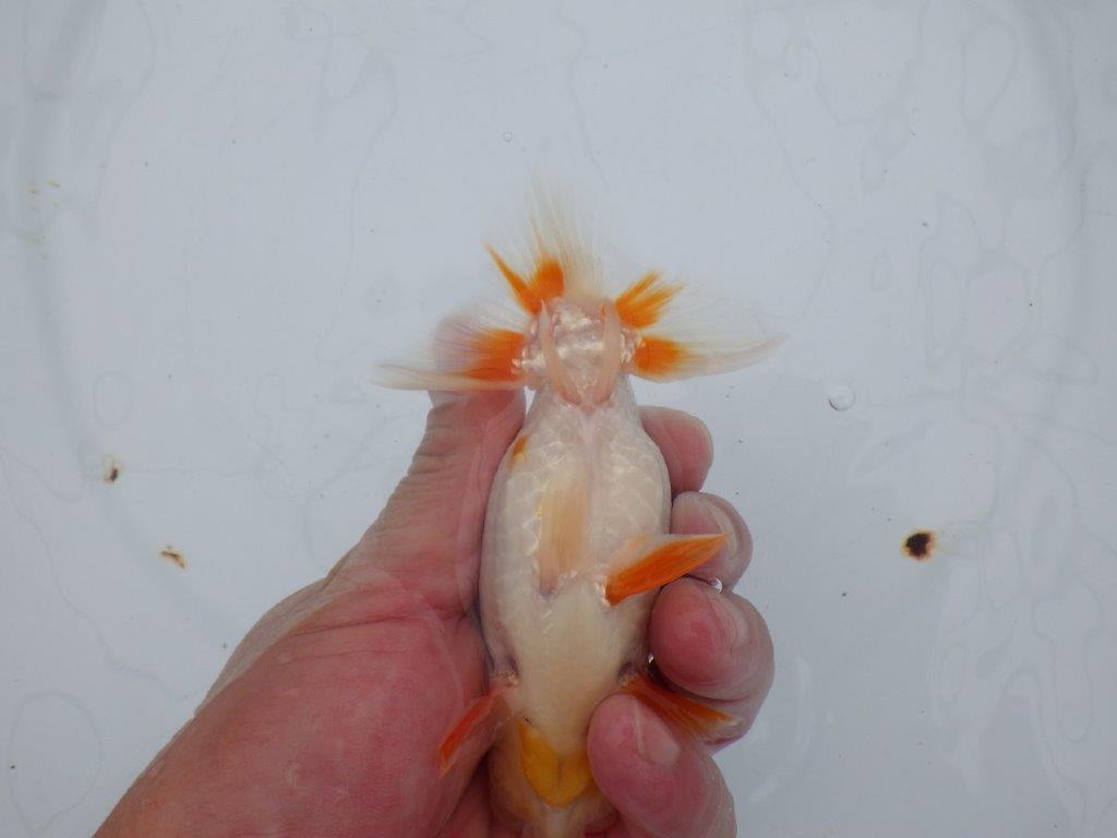 【全国大会西大関獲得ブリーダー 】柄が大変綺麗な更紗当歳らんちゅう　約12,5㎝　オス？