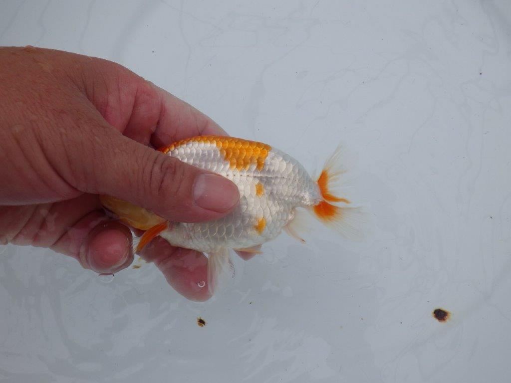 【全国大会西大関獲得ブリーダー 】柄が大変綺麗な更紗当歳らんちゅう　約12,5㎝　オス？