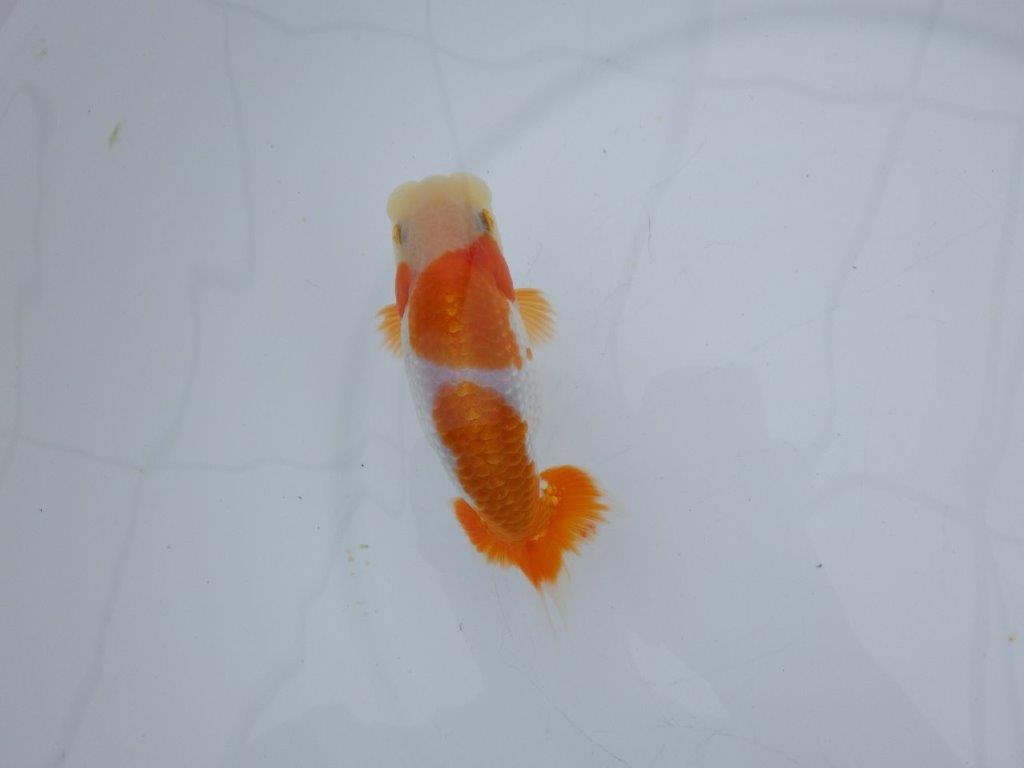【全国大会西大関獲得ブリーダー 】頭・尾型・背なり・色柄良し！当歳らんちゅう　約13,5㎝　オス？