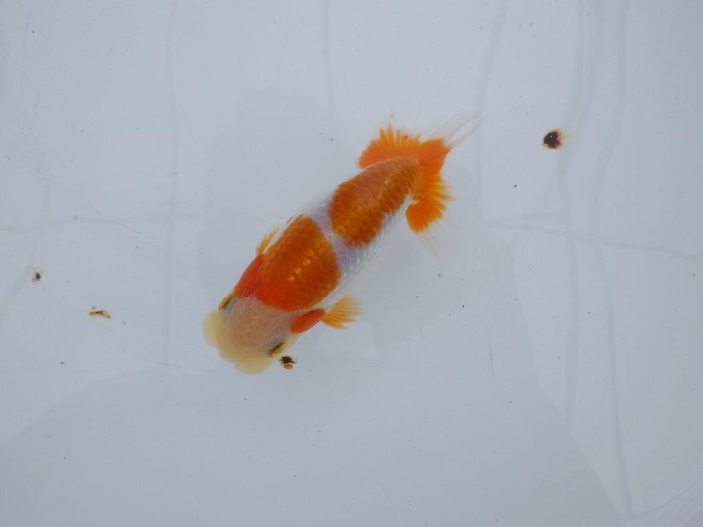 【全国大会西大関獲得ブリーダー 】頭・尾型・背なり・色柄良し！当歳らんちゅう　約13,5㎝　オス？の上身