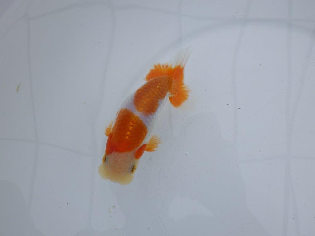 【全国大会西大関獲得ブリーダー 】頭・尾型・背なり・色柄良し！当歳らんちゅう　約13,5㎝　オス？