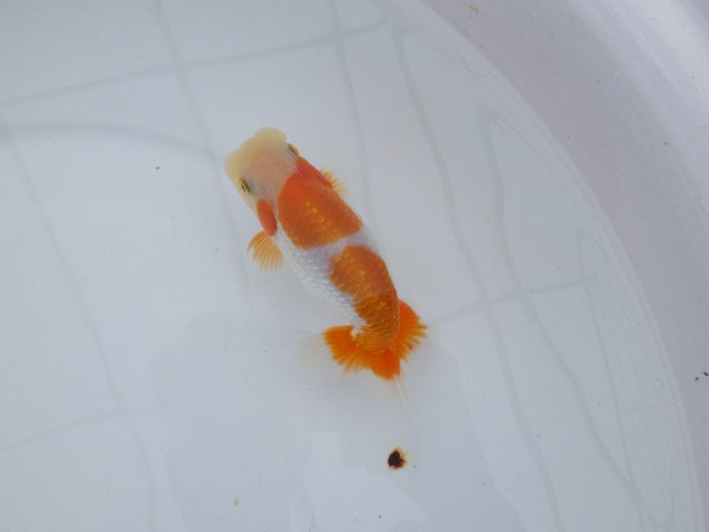 【全国大会西大関獲得ブリーダー 】頭・尾型・背なり・色柄良し！当歳らんちゅう　約13,5㎝　オス？