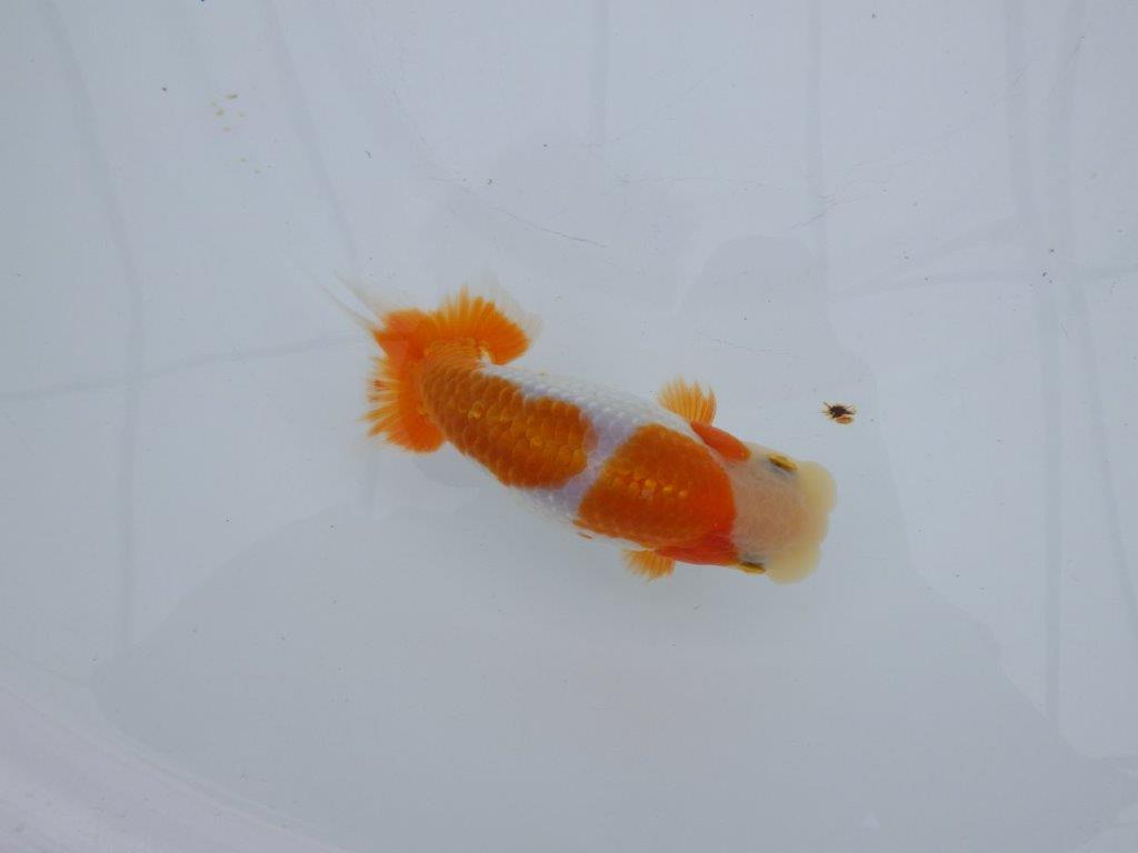 【全国大会西大関獲得ブリーダー 】頭・尾型・背なり・色柄良し！当歳らんちゅう　約13,5㎝　オス？