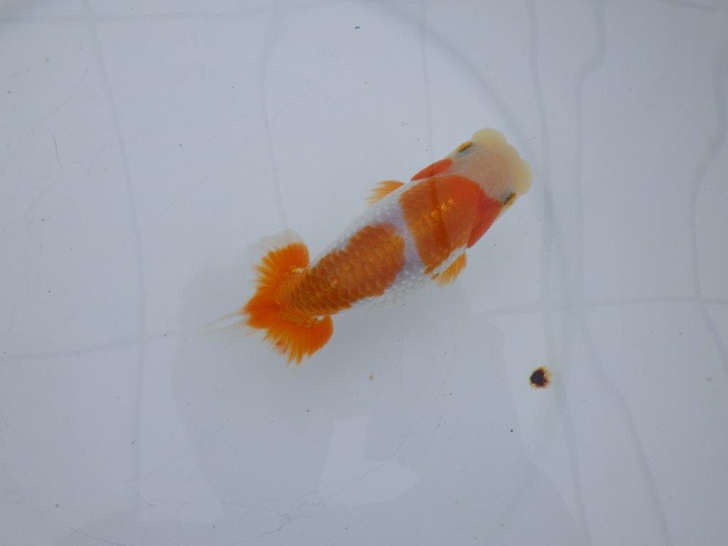 【全国大会西大関獲得ブリーダー 】頭・尾型・背なり・色柄良し！当歳らんちゅう　約13,5㎝　オス？