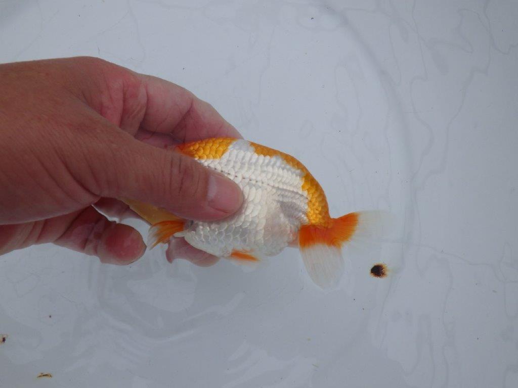 【全国大会西大関獲得ブリーダー 】頭・尾型・背なり・色柄良し！当歳らんちゅう　約13,5㎝　オス？