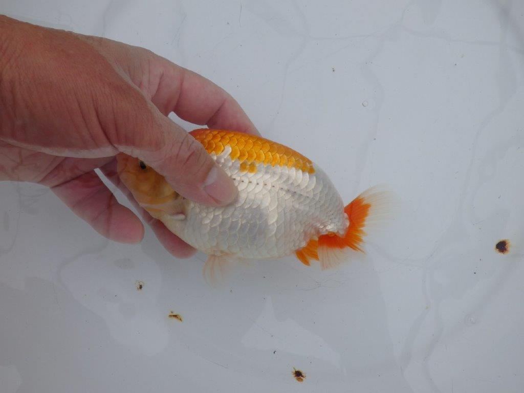 【全国大会西大関獲得ブリーダー 】素晴らしいフンタン！当歳らんちゅう　約16㎝　メス？