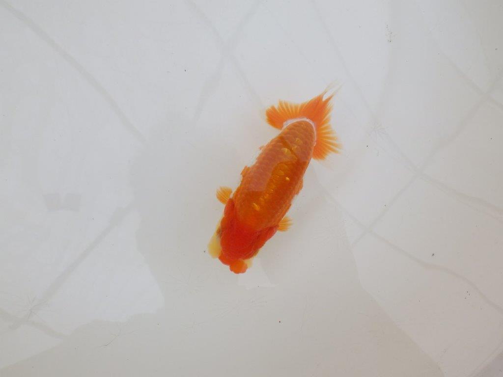 【 鉄板！！】上見のご鑑賞お勧め更紗らんちゅう　東大関系統　約12,5㎝  オス？