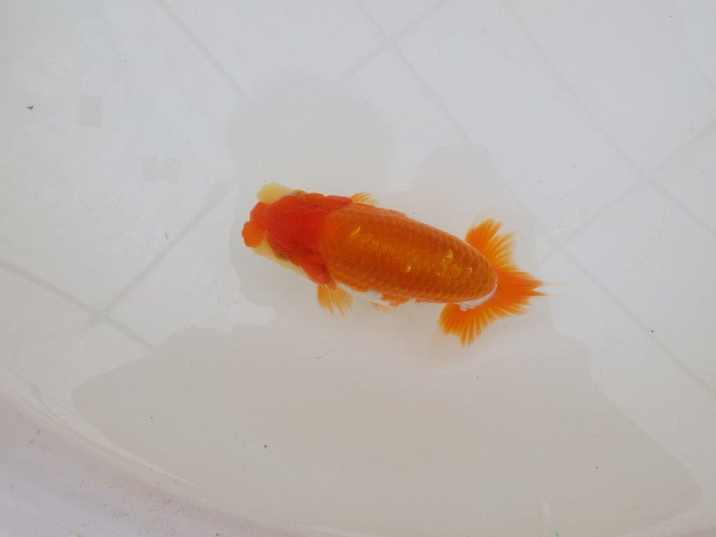 【 鉄板！！】上見のご鑑賞お勧め更紗らんちゅう　東大関系統　約12,5㎝  オス？