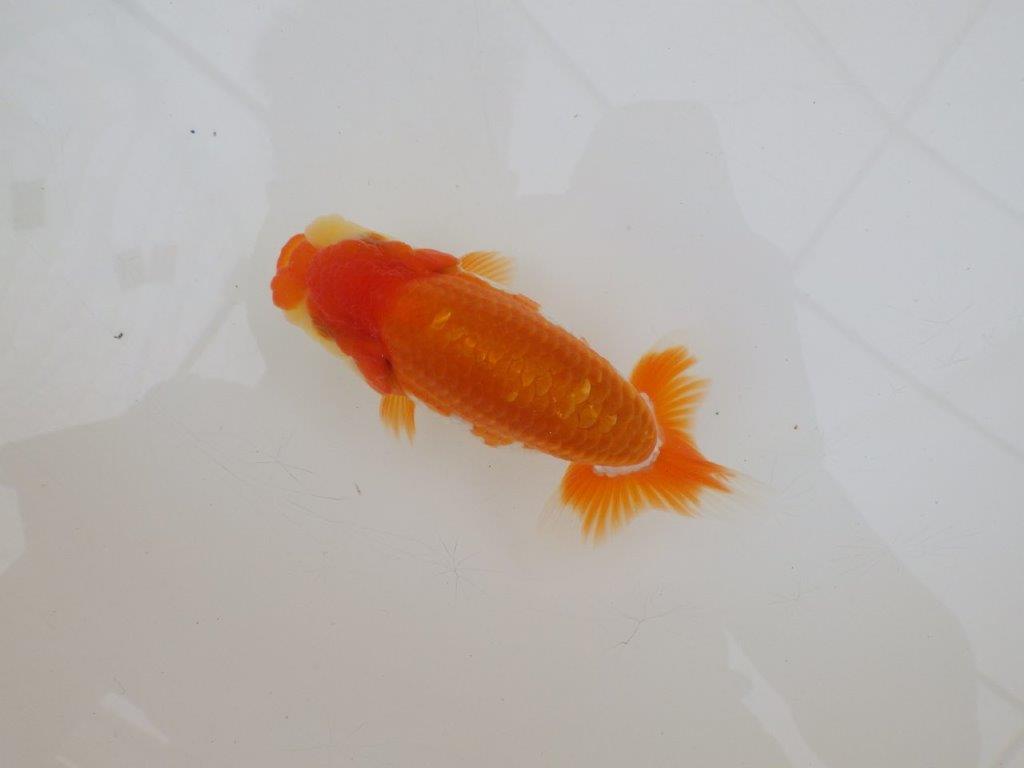 【 鉄板！！】上見のご鑑賞お勧め更紗らんちゅう　東大関系統　約12,5㎝  オス？の上身