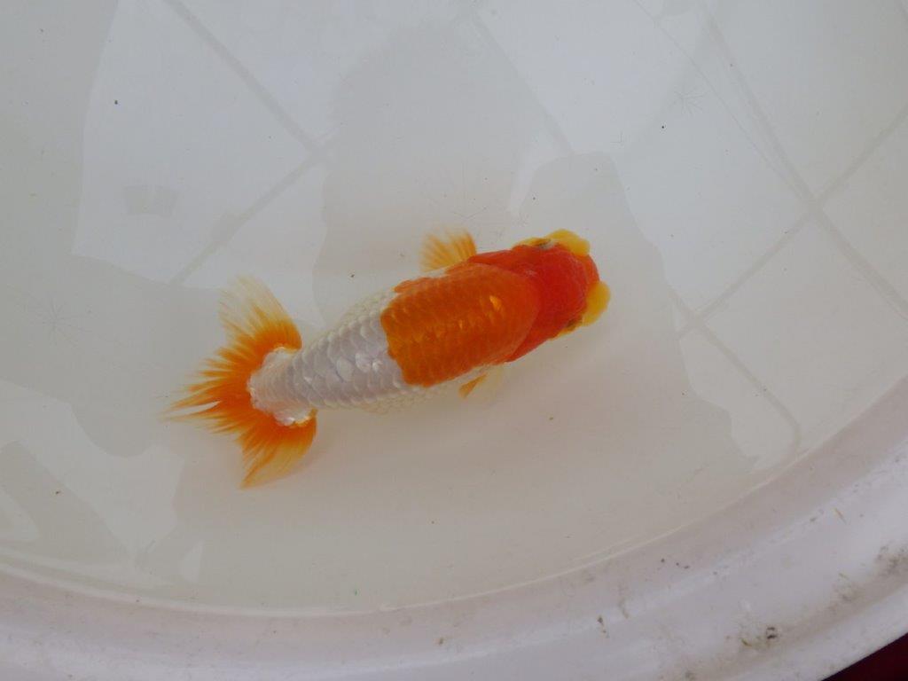【 鉄板！！】柄良し・背も綺麗な更紗らんちゅう　東大関系統　約15㎝  メス？