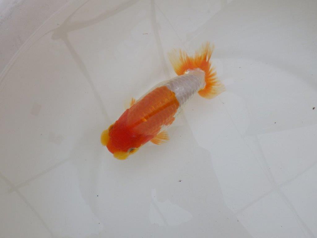 【 鉄板！！】柄良し・背も綺麗な更紗らんちゅう　東大関系統　約15㎝  メス？