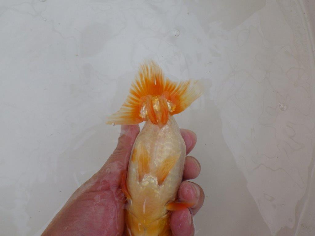 【 鉄板！！】柄良し・背も綺麗な更紗らんちゅう　東大関系統　約15㎝  メス？