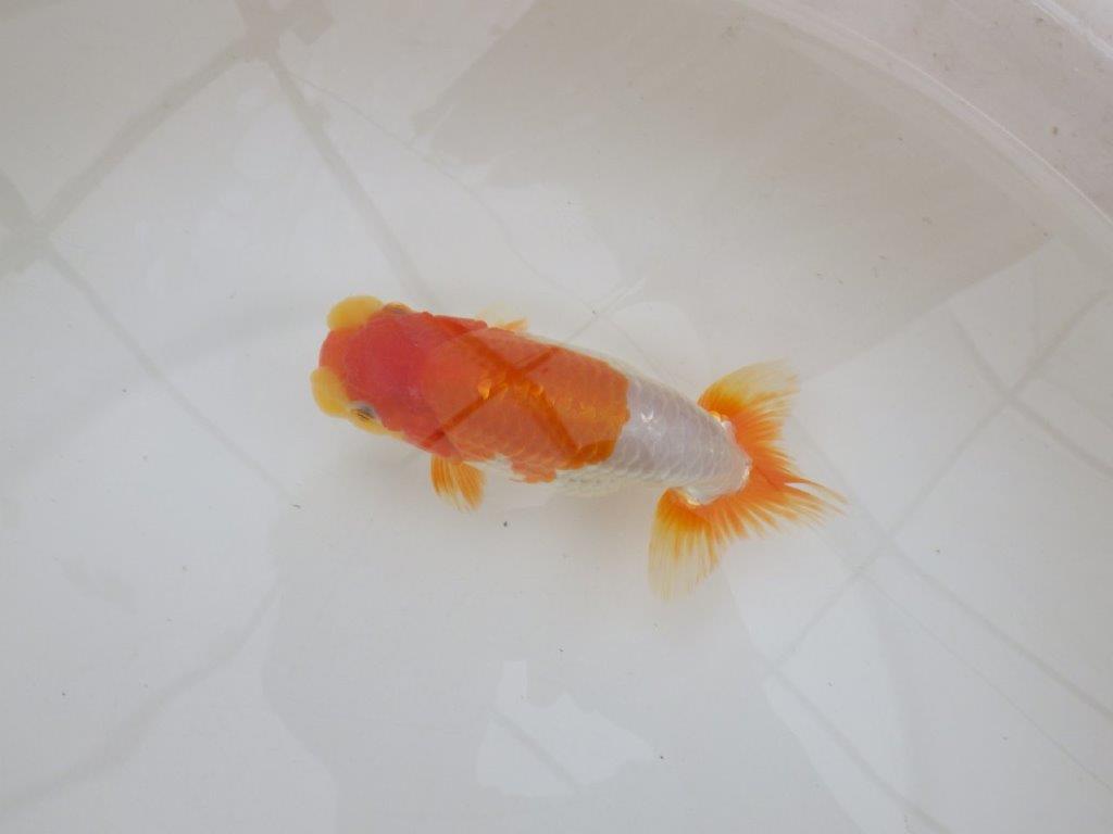【 鉄板！！】柄良し・背も綺麗な更紗らんちゅう　東大関系統　約15㎝  メス？