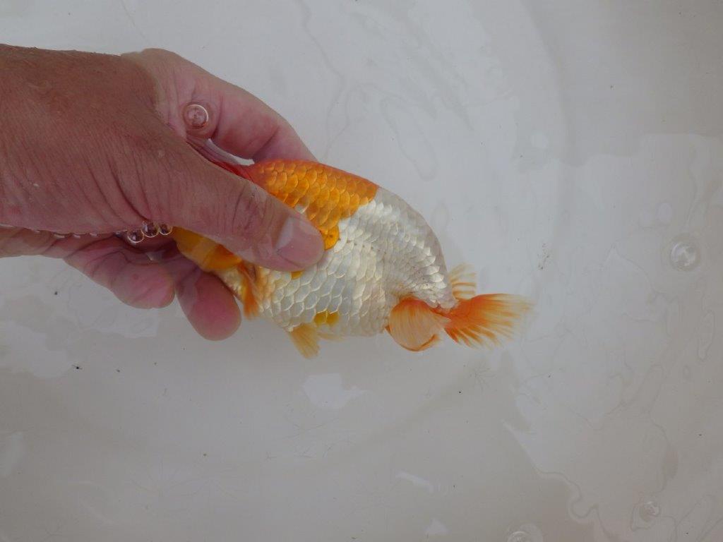 【 鉄板！！】柄良し・背も綺麗な更紗らんちゅう　東大関系統　約15㎝  メス？