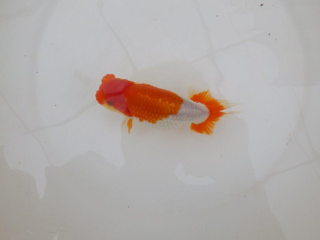 【 鉄板！！】フンタンの発育が素晴らしいらんちゅう　東大関系統　約14㎝  オス？の上身