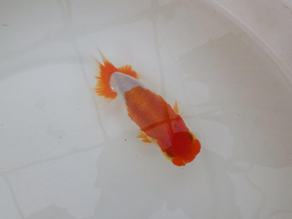 【 鉄板！！】フンタンの発育が素晴らしいらんちゅう　東大関系統　約14㎝  オス？