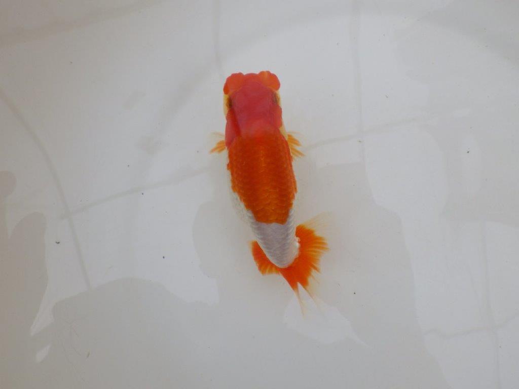 【 鉄板！！】フンタンの発育が素晴らしいらんちゅう　東大関系統　約14㎝  オス？