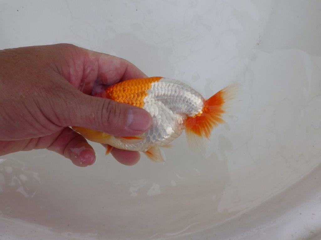 【 鉄板！！】フンタンの発育が素晴らしいらんちゅう　東大関系統　約14㎝  オス？