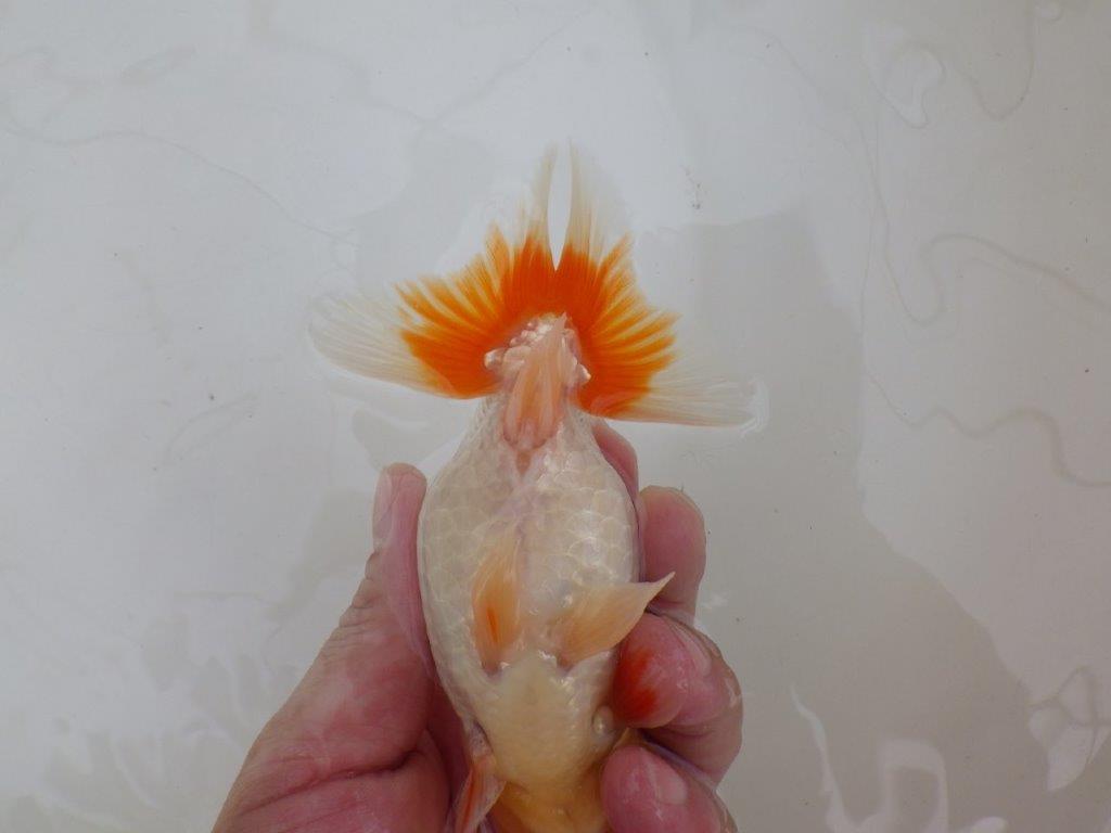 【 鉄板！！】フンタンの発育が素晴らしいらんちゅう　東大関系統　約14㎝  オス？