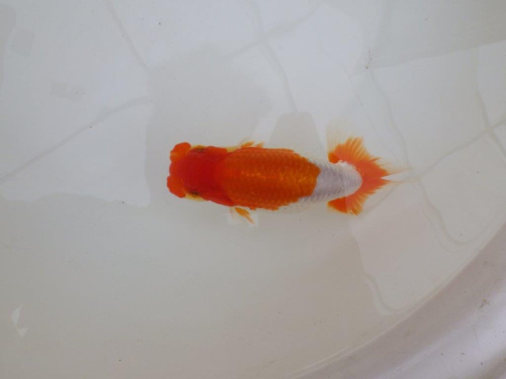 【 鉄板！！】フンタンの発育が素晴らしいらんちゅう　東大関系統　約14㎝  オス？