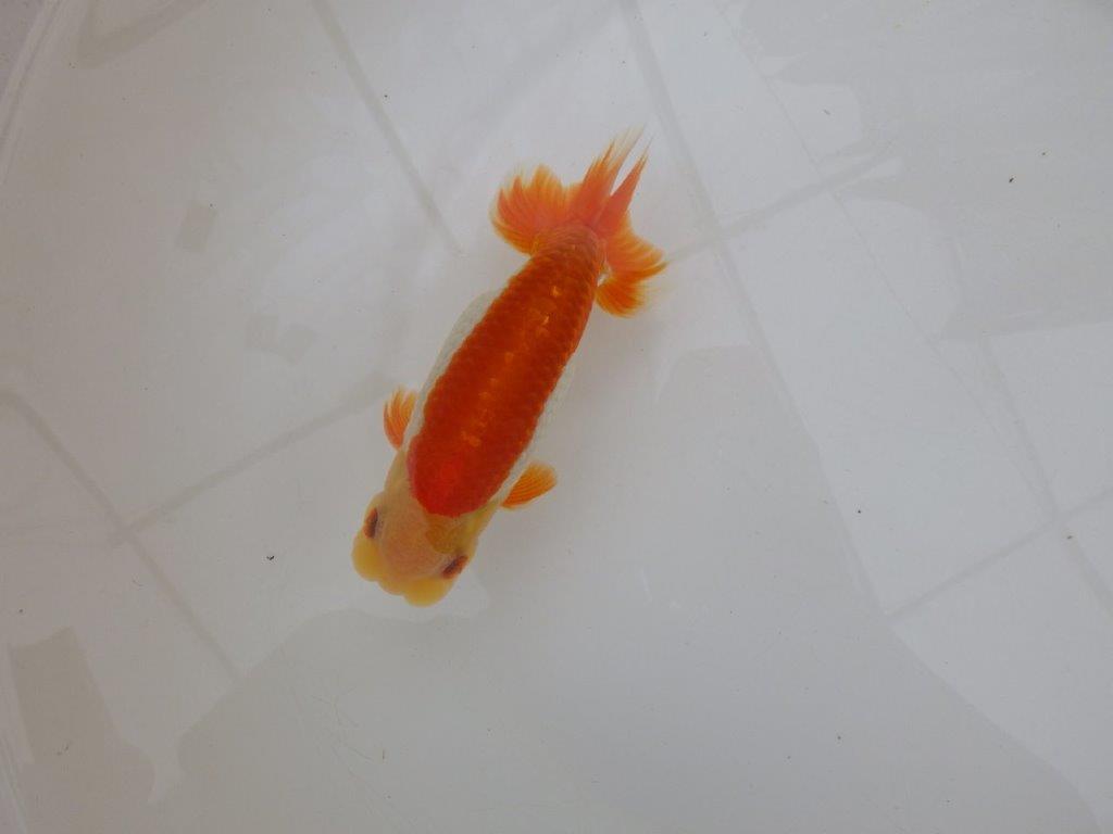 【 鉄板！！】背なりが良くまだ伸びるらんちゅう　東大関系統　約14,5㎝  オス？の上身