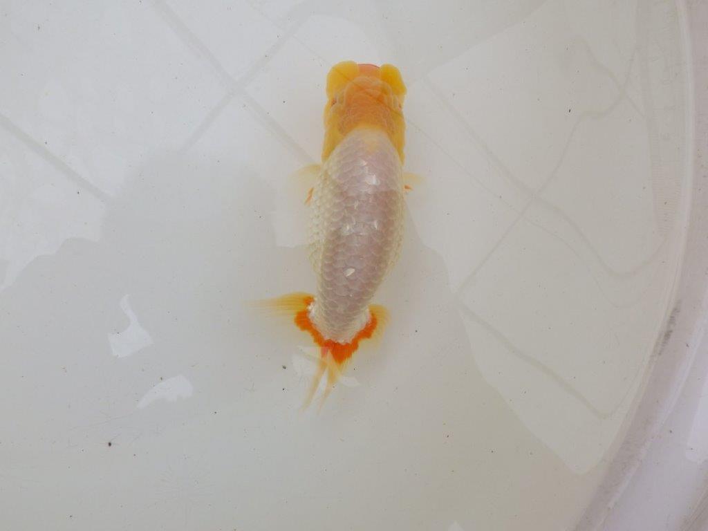 【 鉄板！！】頭・背なり・胴つくりの良い白勝ち更紗のらんちゅう　東大関系統　約15㎝  メス？